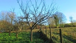 How to Prune Established Apple Trees [upl. by Emmet713]