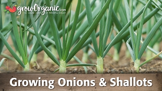 Growing Organic Onions Leeks and Shallots [upl. by Nnave]