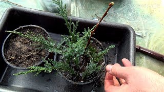 HOW TO GROW PLANTS FROM CUTTINGS  CYPRESS TREE PROPAGATION [upl. by Mendelson]