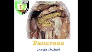 Anatomy of Pancreas [upl. by Llertnor645]