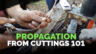 Propagating From Cuttings 101 [upl. by Francis]