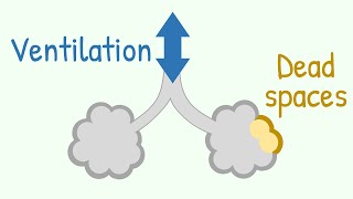 Ventilation amp Dead Spaces in Respiratory Tract [upl. by Adirahs910]