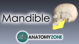 Mandible  Skull Anatomy [upl. by Grannie]