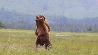 Alaska Grizzly vs Grizzly bear fight [upl. by Einhpets]