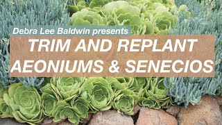 Prune and Replant Succulent Aeoniums amp Senecios [upl. by Ojela]