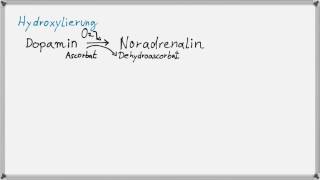 Biochemie 5  Hormone Synthese der Katecholamine [upl. by Zsa Zsa]