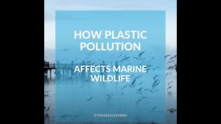 How plastic pollution affects marine wildlife [upl. by Ewen258]