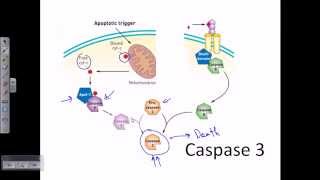 Caspase 3  caspase cascade apoptosis [upl. by Ardith]