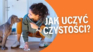 Jak nauczyć szczeniaka czystości w domu [upl. by Hameerak]