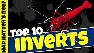 Top 10 Reef Tank Invertebrates [upl. by Aivat]