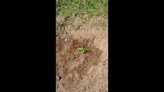 Planting Catalpa Catawba Trees From Seed How To [upl. by Rednas]