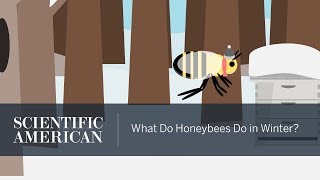 What Do Honeybees Do in Winter [upl. by Tiphany]