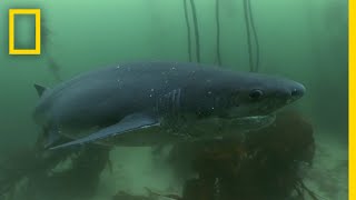 The Cookiecutter Shark  Sharks of Bermuda Triangle [upl. by Mun404]