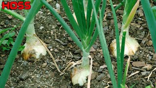 3 THINGS YOU MUST KNOW ABOUT GROWING ONIONS [upl. by Harahs]