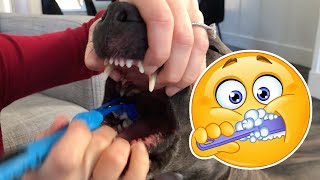 How To Brush Your Dogs Teeth [upl. by Nois]