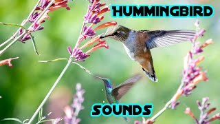 Hummingbird sounds  Ruby throated Hummingbird Sounds with Waves on a Lake  Bird Sounds [upl. by Ahearn]