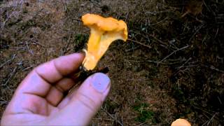 Chanterelle Identification [upl. by Nolahs672]