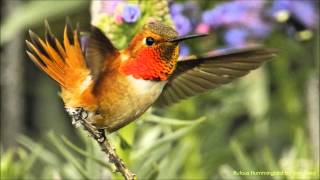 Rufous Hummingbird Sounds [upl. by Elexa]