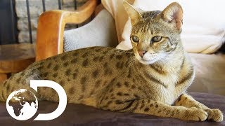 The Savannah The Largest Domestic Cats in the World  Cats 101 [upl. by Kipp]