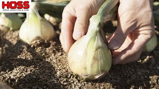 BEST WAY to PLANT ONIONS in a RAISED BED [upl. by Iccir]