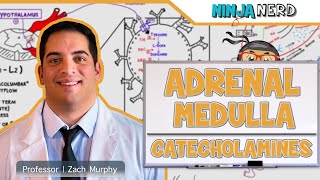 Endocrinology  Adrenal Medulla  Catecholamines [upl. by Alphonsa]