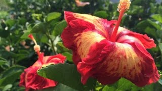 Pruning Hibiscus [upl. by Parfitt]