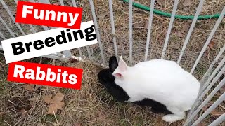 Funny Breeding Rabbits [upl. by Tarrsus]