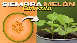 Cómo SEMBRAR MELÓN en CASA 🍈 2 Métodos ✅ [upl. by Acitel]