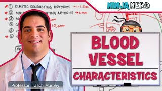 Cardiovascular  Blood Vessel Characteristics [upl. by Zetrom]