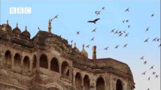 Awesome Buzzard hunting pigeons EARTHFLIGHT [upl. by Allebasi]