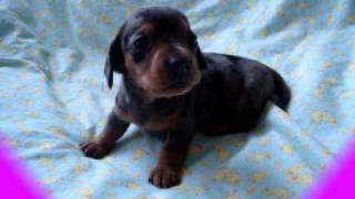 cute little barking mini dachshund puppy [upl. by Annayehc]