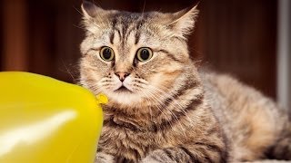 Cats and dogs vs balloons  Funny animal compilation [upl. by Housum]