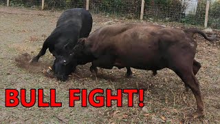 the BULLS BATTLE for dominance  combining the cattle herds amp turning them out on fall pasture [upl. by Norit]