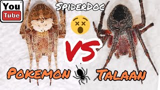 POKEMON vs BROWN TALA MASBATE Spider Fight EPIC COMEBACK Fast Fight Spider Fight [upl. by Rimas]