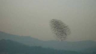 Falcon Attack Peregrine Divebombs Flock of Starlings [upl. by Ahsila]