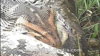 Python swallows a monkey whole [upl. by Wilona617]