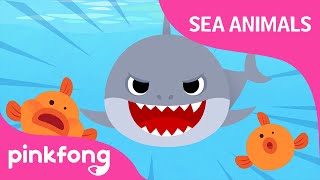 Doo doo doo Shark  Sea Animal Songs  Animal Songs  Pinkfong Songs for Children [upl. by Bridget]