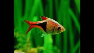 Top 20 Fish for Planted Aquariums Aquascaping [upl. by Ferdinana857]