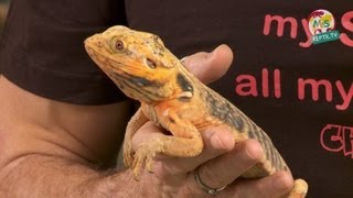 ReptilTV  Folge 41  Bartagamen Basics [upl. by Haidebez]