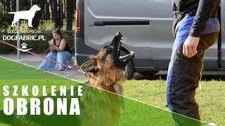 Szkolenie psów obronnych atak obrona osób i mienia  dogfabricpl [upl. by Intihw121]