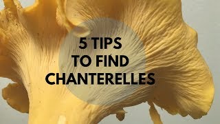 5 Tips to Find Chanterelles [upl. by Si]