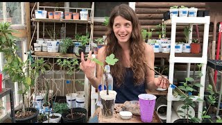 Greenhouse Notes Rooting Fruit Tree Cuttings [upl. by Andromada]