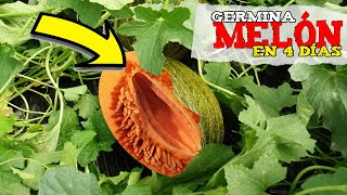 Germinar Semillas de Melón en Casa  En solo 4 días  Sembrar Melón [upl. by Juakn]