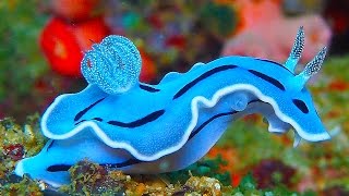 19 INCREDIBLY Colorful Sea Creatures [upl. by Aikemot]