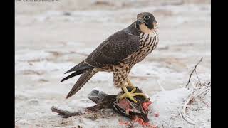 10 Facts About Peregrine Falcons [upl. by Eniamsaj]