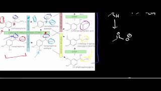 Biochemistry  Catecholamine Catabolism via MAO amp COMT [upl. by Vala]