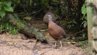 Brown Tinamou calling [upl. by Depoliti]