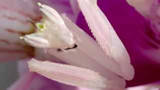 Orchid Mantis Catching Prey [upl. by Iosep]