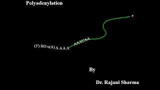 RNA Polyadenylation animation [upl. by Rigby673]