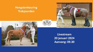 Hengstenkeuring Trekpaarden 2024 [upl. by Ys]